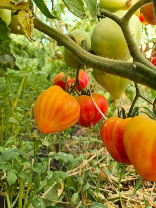 Tomates ananas Lissada à Marseille