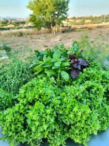 Herbes aromatiques Lissada à Marseille